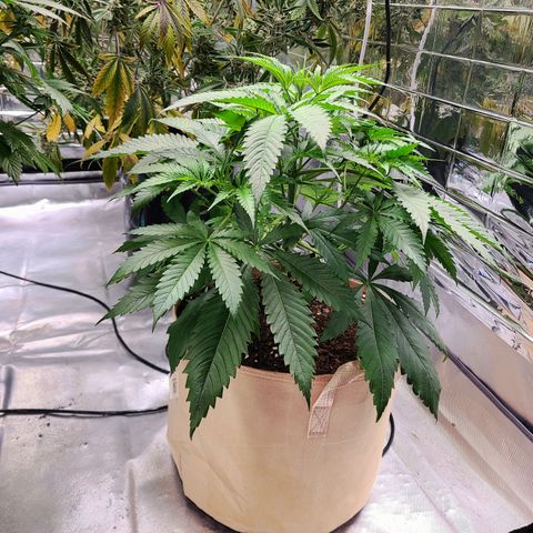 Daphne  growlog timeline photo
