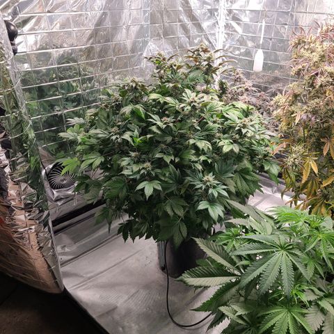 Starr growlog timeline photo