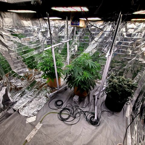 Violet growlog timeline photo