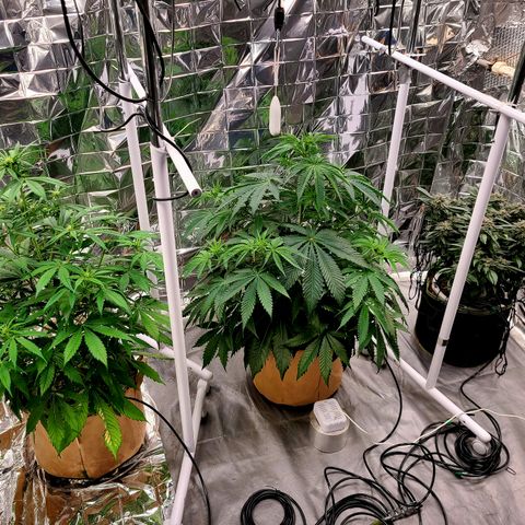 Violet growlog timeline photo