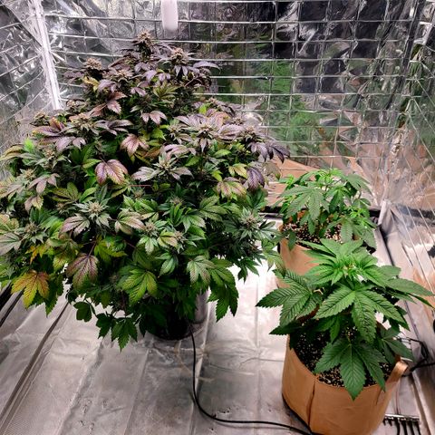 Starr growlog timeline photo