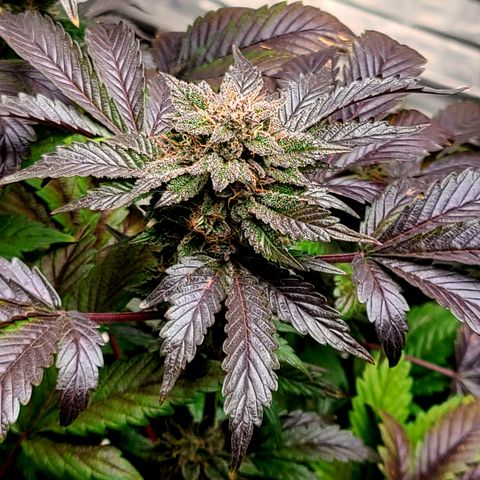 Starr growlog timeline photo