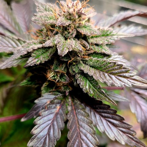 Starr growlog timeline photo