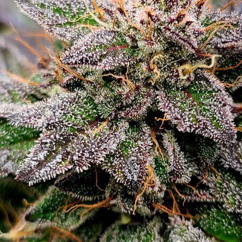 Starr growlog timeline photo