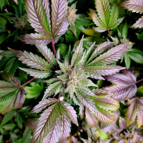 Starr growlog timeline photo