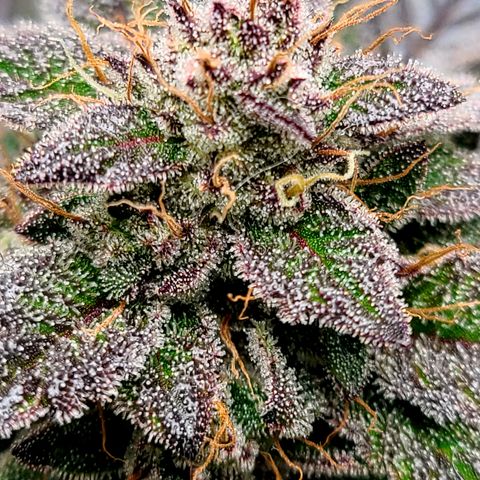 Starr growlog timeline photo
