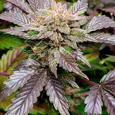 Starr growlog timeline photo