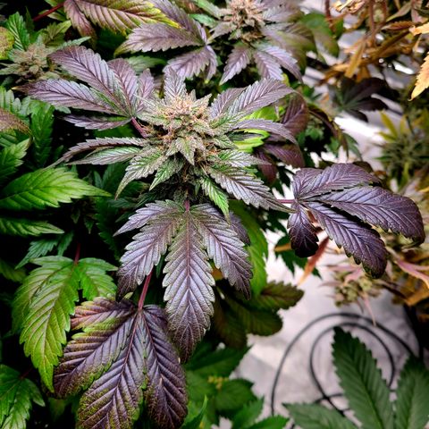 Starr growlog timeline photo