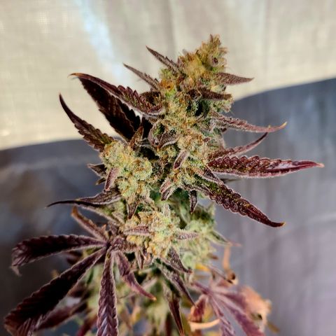 Payton growlog timeline photo