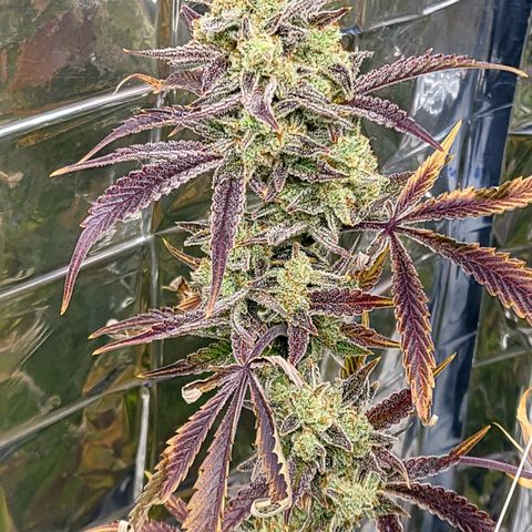 Payton growlog timeline photo