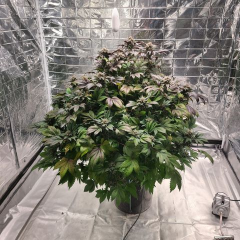 Starr growlog timeline photo
