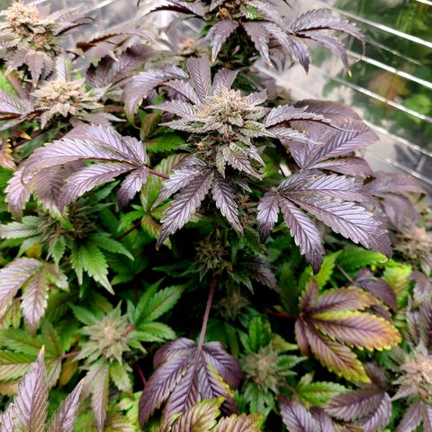 Starr growlog timeline photo