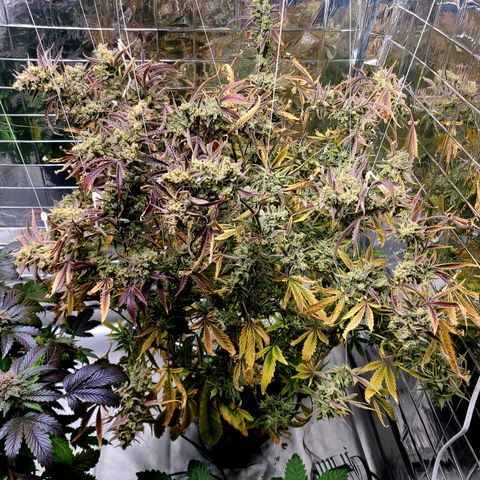 Payton growlog timeline photo