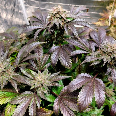 Starr growlog timeline photo