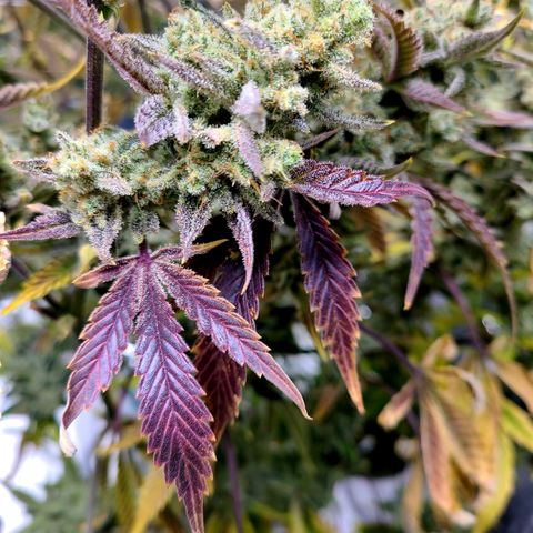 Payton growlog timeline photo