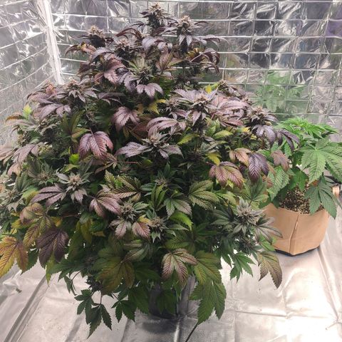 Starr growlog timeline photo