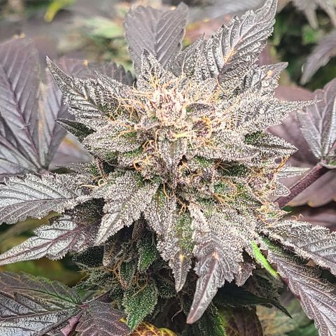 Starr growlog timeline photo