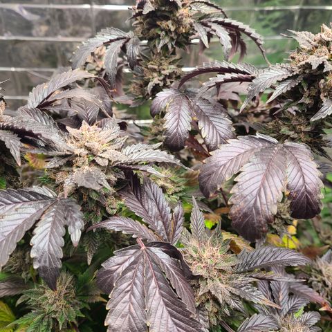 Starr growlog timeline photo