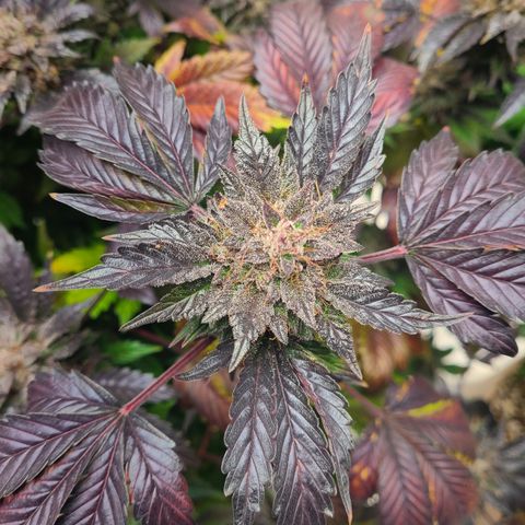 Starr growlog timeline photo