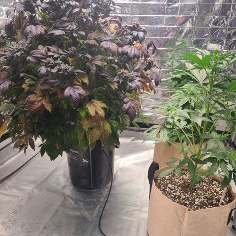 Starr growlog timeline photo