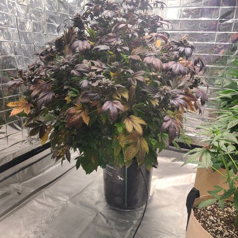 Starr growlog timeline photo