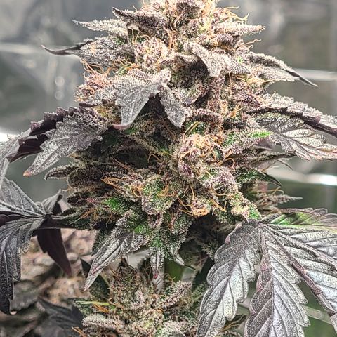 Starr growlog timeline photo