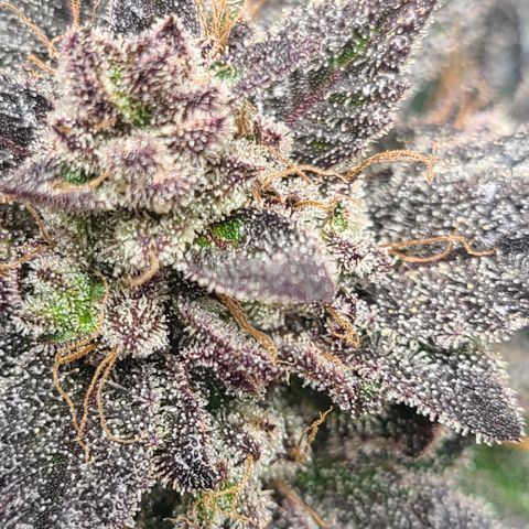 Starr growlog timeline photo