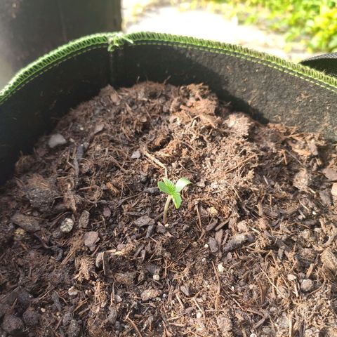 Do Si Dos Auto growlog photo: 7:00Uhr