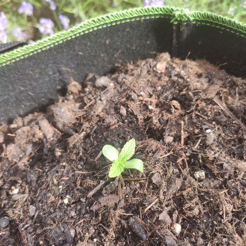 Do Si Dos Auto growlog photo: Mini-Trieb in der Mitte 