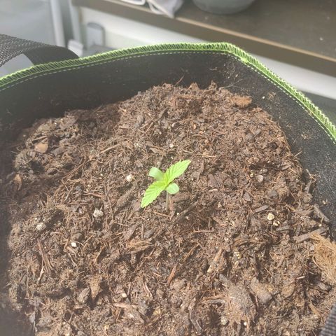 Do Si Dos Auto growlog timeline photo
