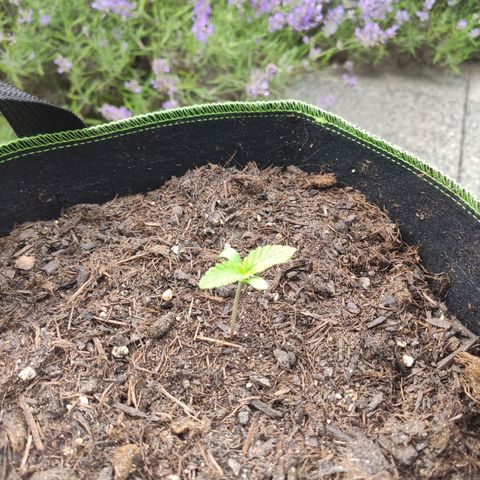 Do Si Dos Auto growlog timeline photo