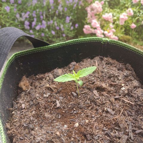 Do Si Dos Auto growlog timeline photo