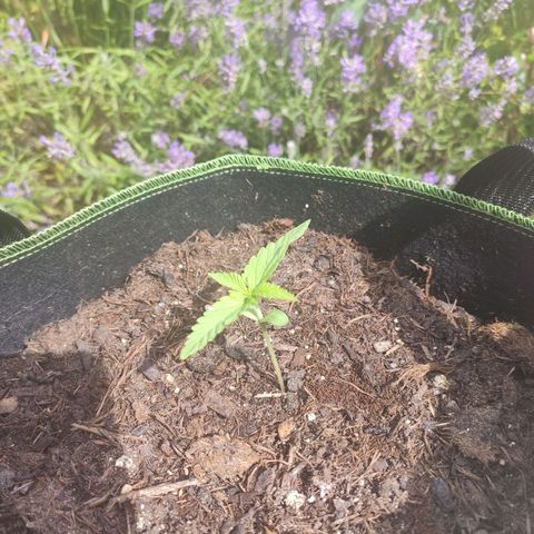 Do Si Dos Auto growlog timeline photo