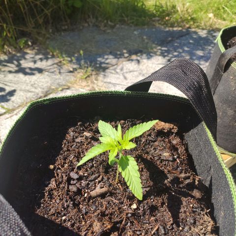 Do Si Dos Auto growlog timeline photo