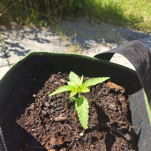 Do Si Dos Auto growlog timeline photo