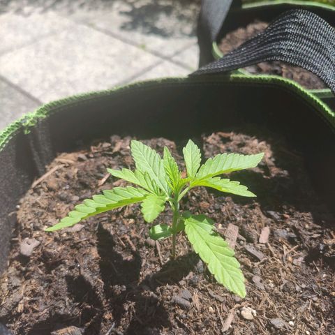 Do Si Dos Auto growlog timeline photo