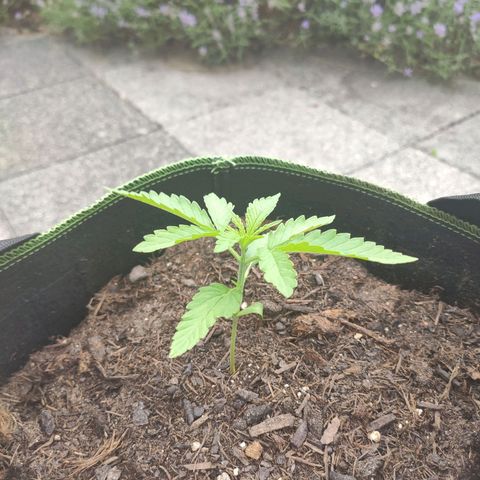 Do Si Dos Auto growlog timeline photo
