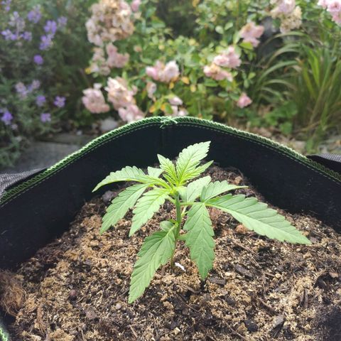 Do Si Dos Auto growlog timeline photo