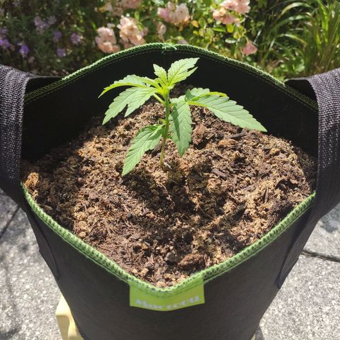 Do Si Dos Auto growlog timeline photo