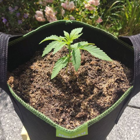 Do Si Dos Auto growlog timeline photo