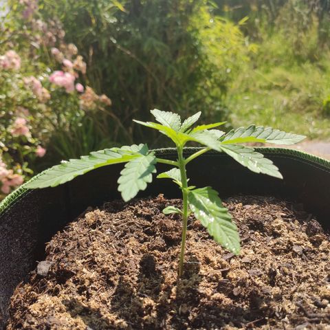 Do Si Dos Auto growlog timeline photo
