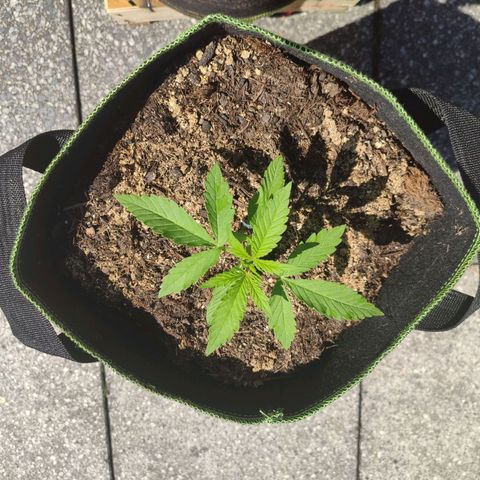 Do Si Dos Auto growlog timeline photo