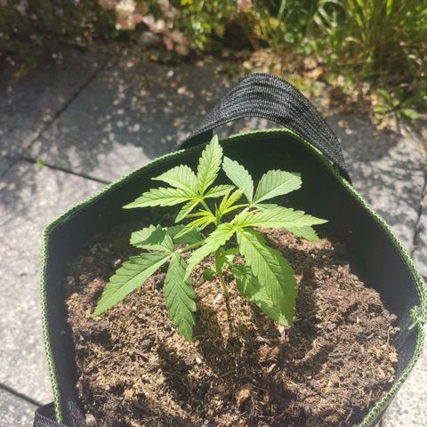 Do Si Dos Auto growlog timeline photo