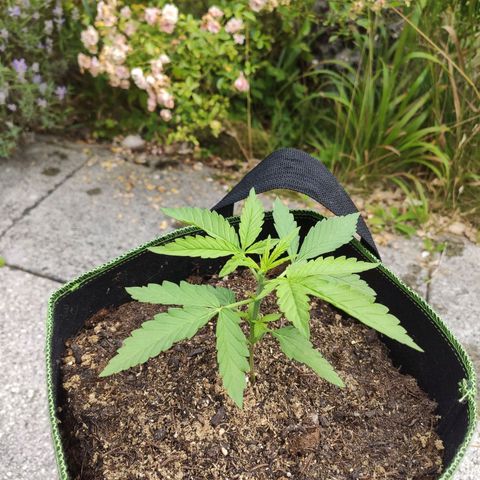 Do Si Dos Auto growlog timeline photo