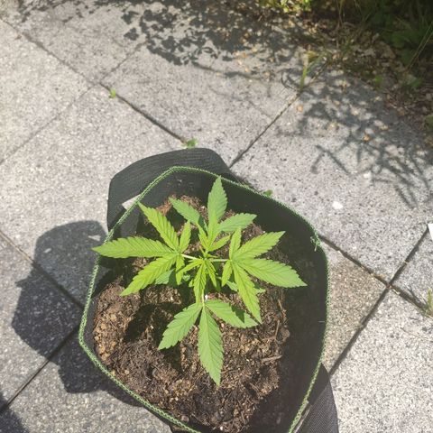 Do Si Dos Auto growlog timeline photo