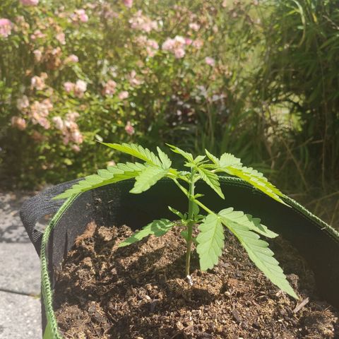 Do Si Dos Auto growlog timeline photo