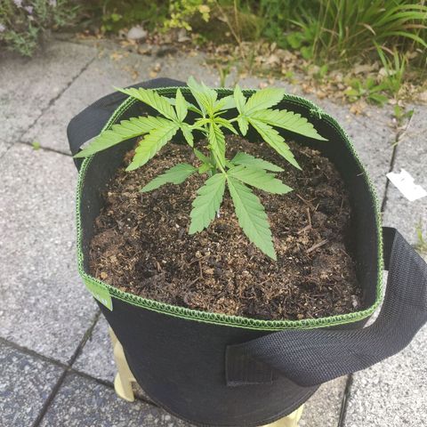 Do Si Dos Auto growlog timeline photo