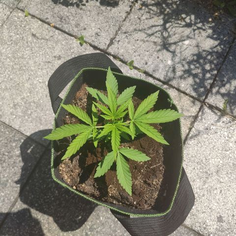 Do Si Dos Auto growlog timeline photo
