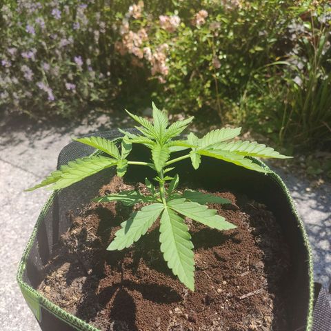 Do Si Dos Auto growlog timeline photo