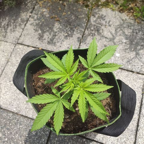 Do Si Dos Auto growlog timeline photo